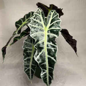 Alocasia Polly Live Plant – 6 inch Pot – Indoor Houseplant - Image 3