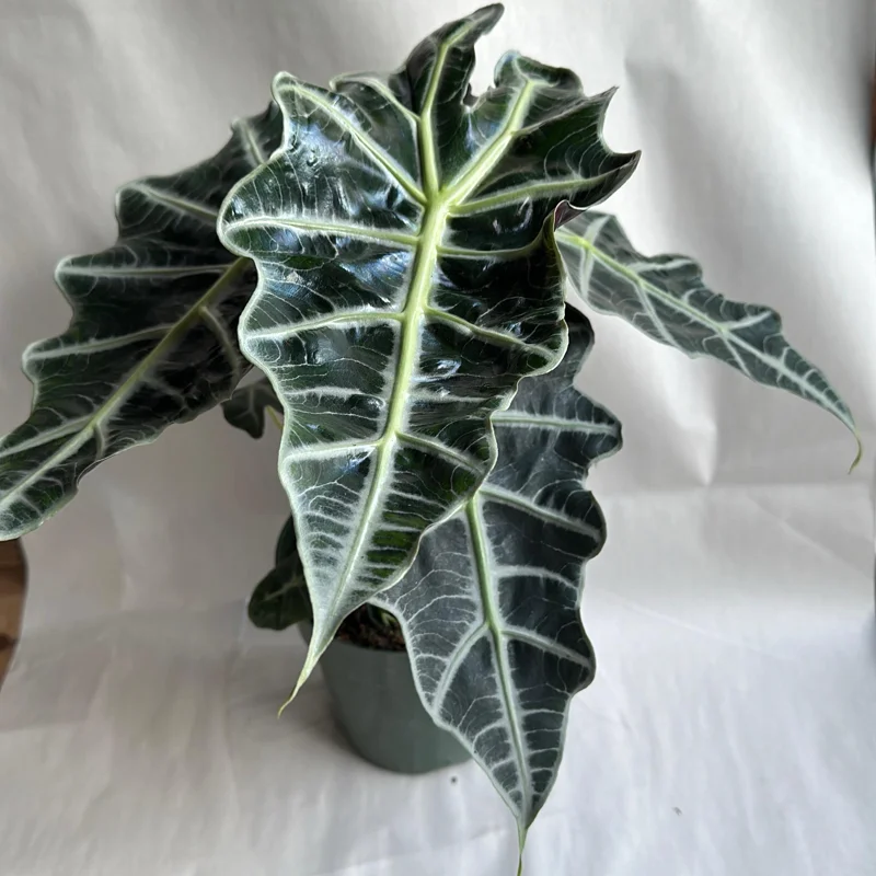 Alocasia Polly Live Plant – 6 inch Pot – Indoor Houseplant - Image 4