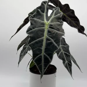 Alocasia Polly Live Plant – 6 inch Pot – Indoor Houseplant - Image 6