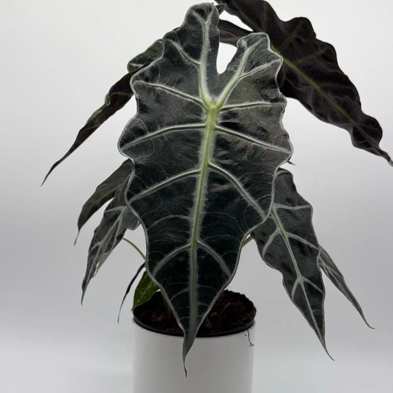Alocasia Polly Live Plant – 6 inch Pot – Indoor Houseplant - Image 6