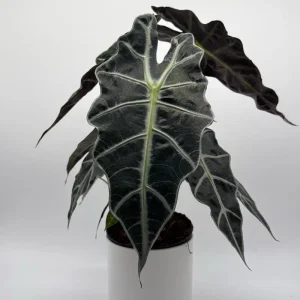 Alocasia Polly Live Plant – 6 inch Pot – Indoor Houseplant - Image 7