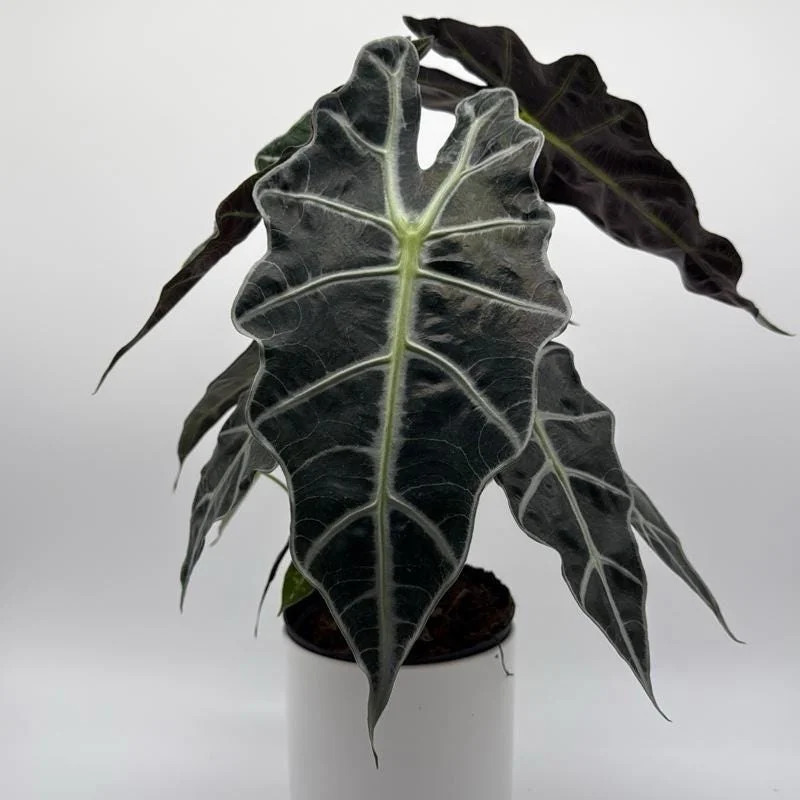 Alocasia Polly Live Plant – 6 inch Pot – Indoor Houseplant - Image 7