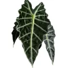 Alocasia Polly Live Plant – 6 inch Pot – Indoor Houseplant - Image 1