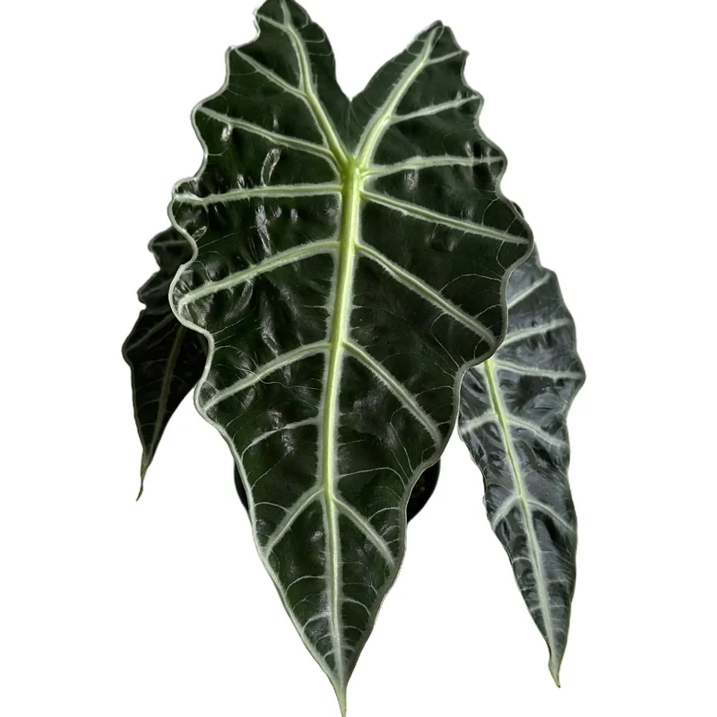 Alocasia Polly Live Plant – 6 inch Pot – Indoor Houseplant - Image 1