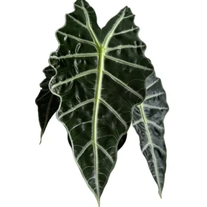 Alocasia Polly Live Plant – Indoor Houseplant – 6 Inch Pot - Image 1