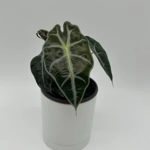 Alocasia Polly Live Plant – Tropical Houseplant with Green & White Veins – 4 inch Pot - Image 2