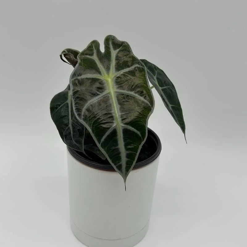 Alocasia Polly Live Plant – Tropical Houseplant with Green & White Veins – 4 inch Pot - Image 2