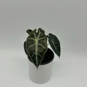 Alocasia Polly Live Plant – Tropical Houseplant with Green & White Veins – 4 inch Pot - Image 3