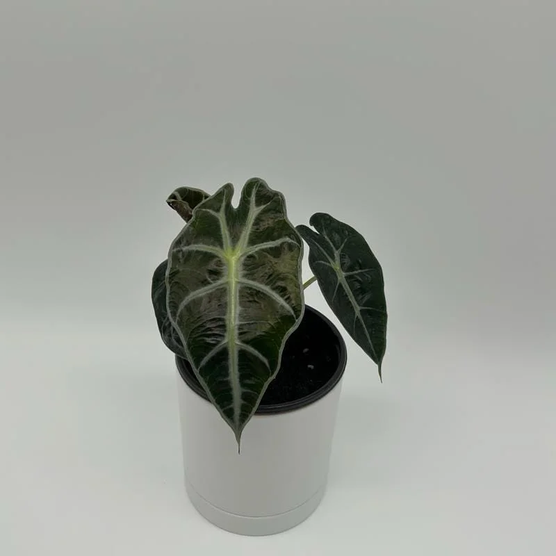 Alocasia Polly Live Plant – Tropical Houseplant with Green & White Veins – 4 inch Pot - Image 3