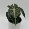 Alocasia Polly Live Plant – Tropical Houseplant with Green & White Veins – 4 inch Pot - Image 1