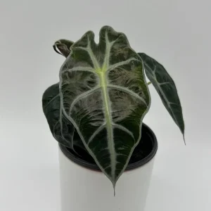 Alocasia Polly Live Plant – Tropical Houseplant with Green & White Veins – 4 inch Pot - Image 1