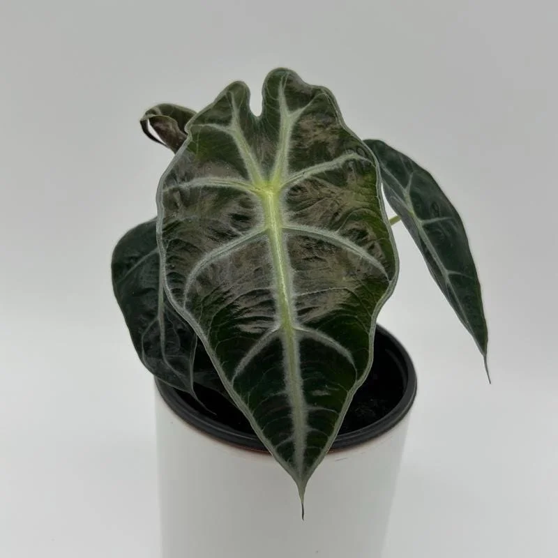 Alocasia Polly Live Plant – Tropical Houseplant with Green & White Veins – 4 inch Pot - Image 1