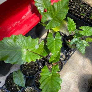 Alocasia Portora Elephant Ear Live Plant - 24