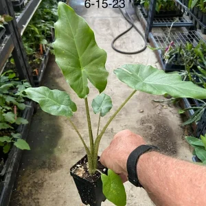 Alocasia Portora Elephant Ear Live Plant – Indoor/Outdoor Tropical – Cold Hardy - Image 2