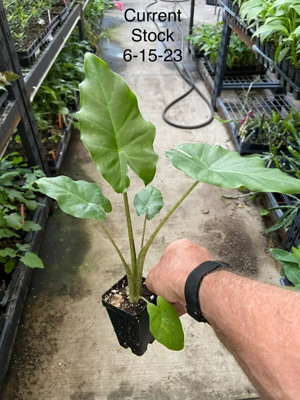 Alocasia Portora Elephant Ear Live Plant – Indoor/Outdoor Tropical – Cold Hardy - Image 2