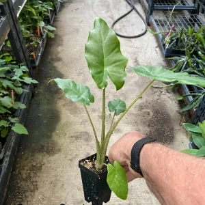 Alocasia Portora Elephant Ear Live Plant – Indoor/Outdoor Tropical – Cold Hardy - Image 3
