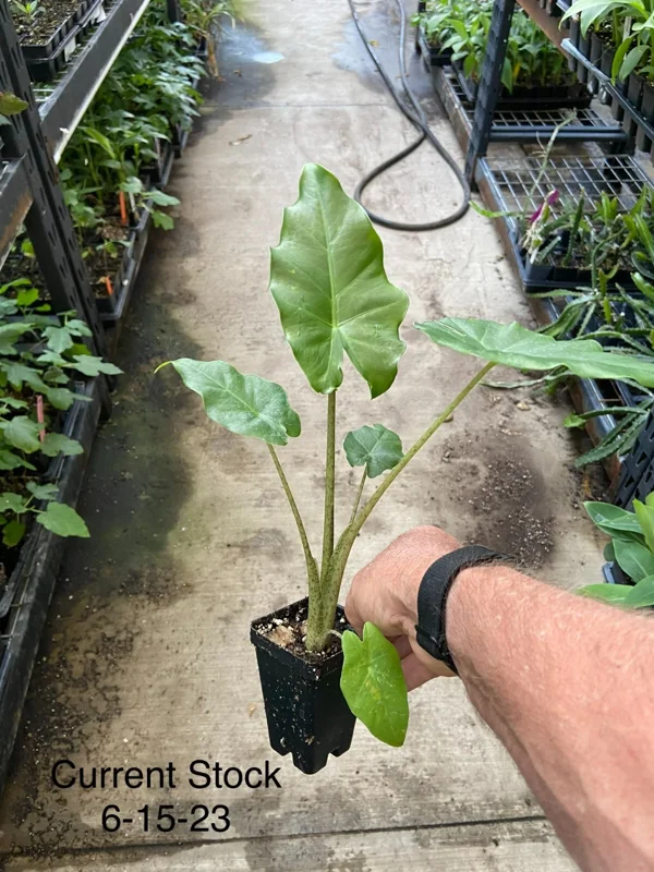 Alocasia Portora Elephant Ear Live Plant – Indoor/Outdoor Tropical – Cold Hardy - Image 3