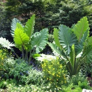 Alocasia Portora Elephant Ear Live Plant – Indoor/Outdoor Tropical – Cold Hardy - Image 4