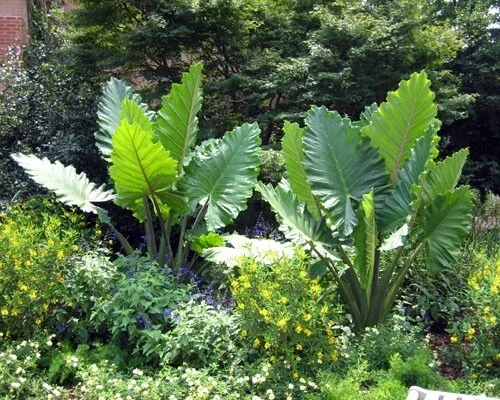 Alocasia Portora Elephant Ear Live Plant – Indoor/Outdoor Tropical – Cold Hardy - Image 4