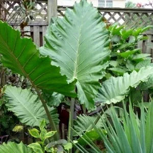 Alocasia Portora Elephant Ear Live Plant – Indoor/Outdoor Tropical – Cold Hardy - Image 1