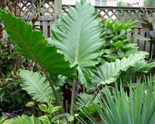 Alocasia Portora Elephant Ear Live Plant – Indoor/Outdoor Tropical – Cold Hardy - Image 1