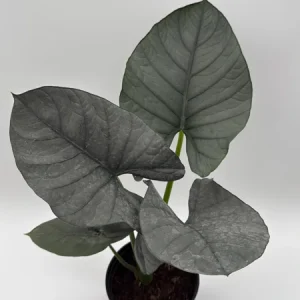 Alocasia Reginae Jewel Plant - Rare Live Tropical Houseplant - 6