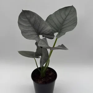 Alocasia Reginae Jewel Plant - Rare Live Tropical Houseplant - 6
