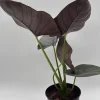 Alocasia Reginae Jewel Plant - Rare Live Tropical Houseplant - 6" Pot - Image 1
