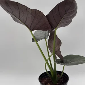 Alocasia Reginae Jewel Plant - Rare Live Tropical Houseplant - 6" Pot - Image 1