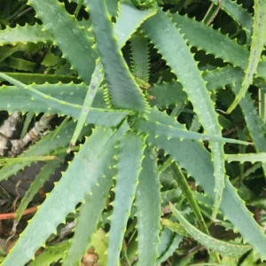 Aloe Arborescens Cuttings – Natural Healing Succulent Plant – 3 Lb Bulk Pack - Image 2