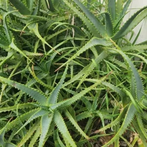 Aloe Arborescens Succulent Stem Cuttings - 4 Lb Bulk Healing Plant - Image 1