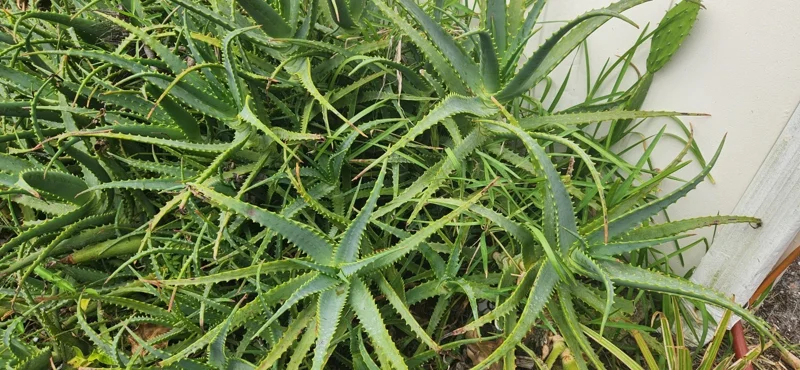Aloe Arborescens Succulent Stem Cuttings - 4 Lb Bulk Healing Plant - Image 1