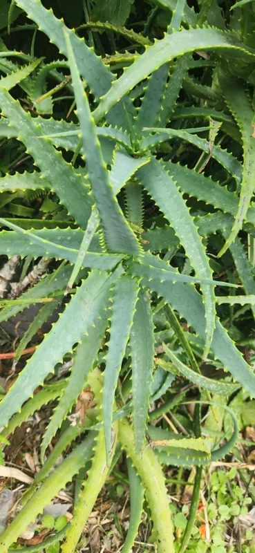 Aloe Arborescens Succulent Stem Cuttings - Natural Healing Plant - 1 Lb Bulk - Image 2