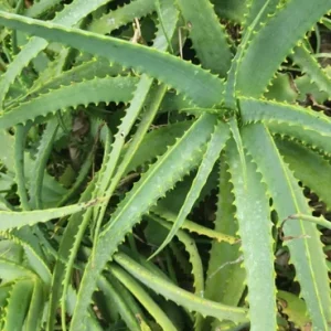 Aloe Arborescens Succulent Stem Cuttings - Natural Healing Plant - 1 Lb Bulk - Image 3