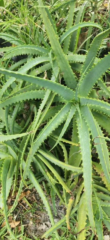 Aloe Arborescens Succulent Stem Cuttings - Natural Healing Plant - 1 Lb Bulk - Image 3