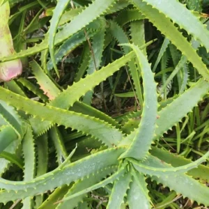 Aloe Arborescens Succulent Stem Cuttings - Natural Healing Plant - 1 Lb Bulk - Image 4