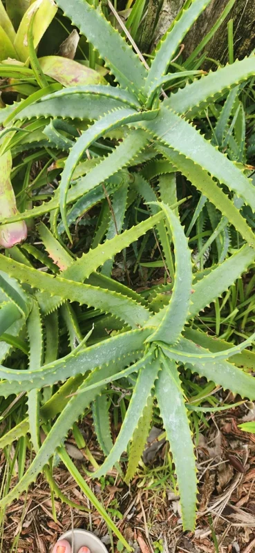 Aloe Arborescens Succulent Stem Cuttings - Natural Healing Plant - 1 Lb Bulk - Image 4