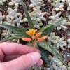 Aloe Firebird Live Plant – Unique Succulent – Indoor/Outdoor Decor - Image 1