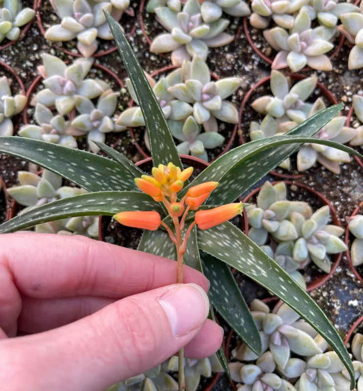 Aloe Firebird Live Plant – Unique Succulent – Indoor/Outdoor Decor - Image 1
