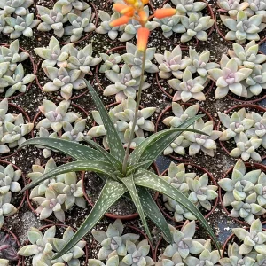 Aloe Firebird Live Plant – Unique Succulent – Indoor/Outdoor Decor - Image 2