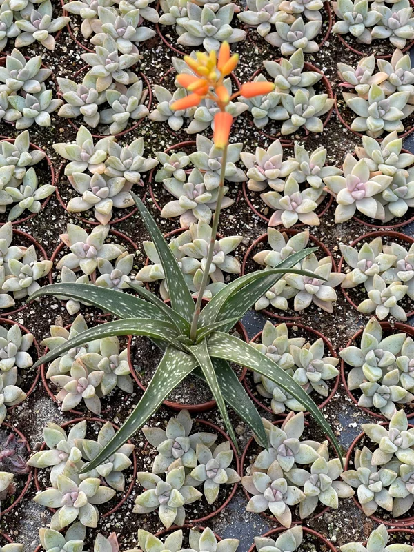 Aloe Firebird Live Plant – Unique Succulent – Indoor/Outdoor Decor - Image 2