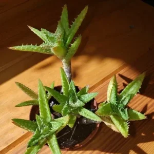 Aloe Juvenna 'Tiger Tooth' Live Plant - 2 inch Starter Pot - Succulent - Image 2