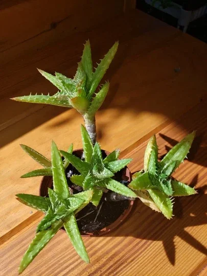 Aloe Juvenna 'Tiger Tooth' Live Plant - 2 inch Starter Pot - Succulent - Image 2