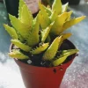 Aloe Juvenna 'Tiger Tooth' Live Plant - 2 inch Starter Pot - Succulent - Image 1
