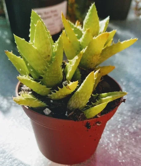 Aloe Juvenna 'Tiger Tooth' Live Plant - 2 inch Starter Pot - Succulent - Image 1