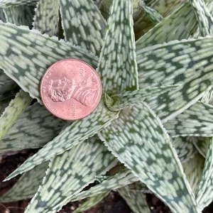 Aloe White Fox Live Plant - Potted Succulent for Indoor Decor - Image 2