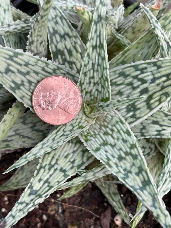 Aloe White Fox Live Plant - Potted Succulent for Indoor Decor - Image 2