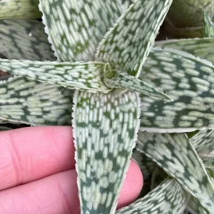 Aloe White Fox Live Plant - Potted Succulent for Indoor Decor - Image 3