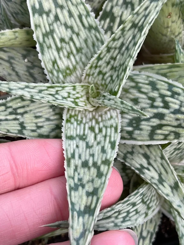 Aloe White Fox Live Plant - Potted Succulent for Indoor Decor - Image 3