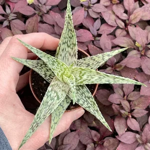 Aloe White Fox Live Plant - Potted Succulent for Indoor Decor - Image 4